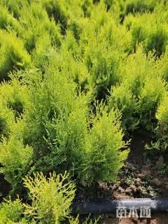 高度40厘米地被菊