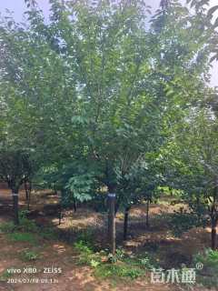 12公分日本晚樱