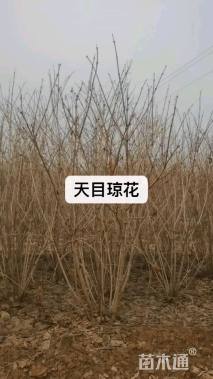 高度120厘米天目琼花