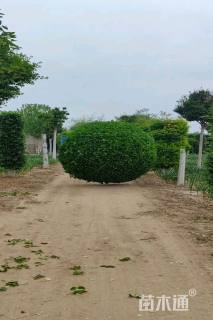 高度150厘米卫矛