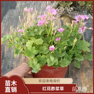 高度40厘米红花酢浆草