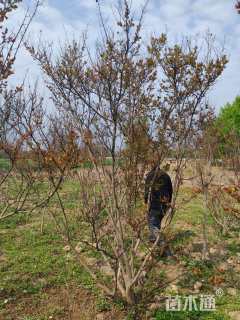 高度350厘米丛生紫薇