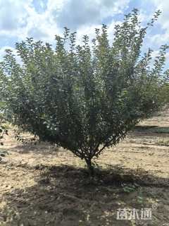 高度200厘米丛生榆叶梅