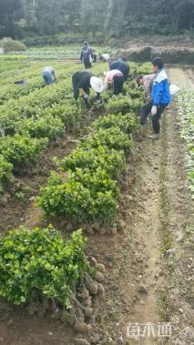 高度35厘米紫鹃