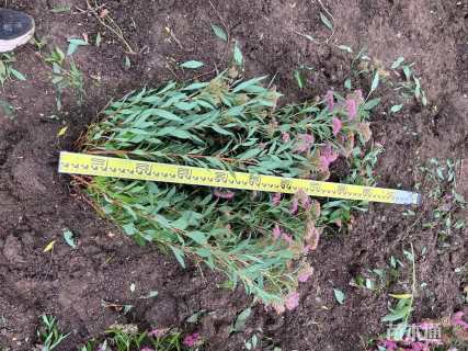 高度40厘米绣线菊