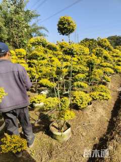 3公分造型亮晶女贞