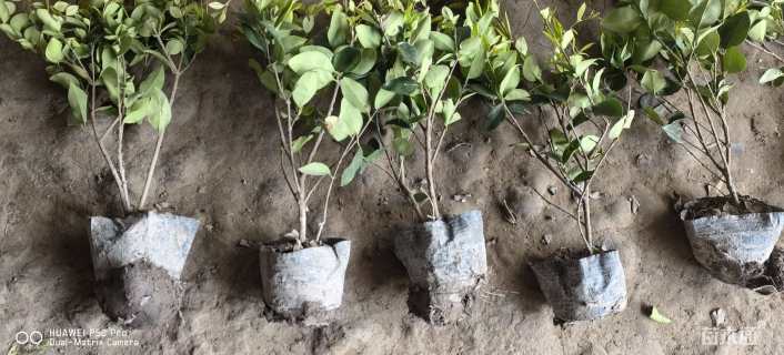 高度45厘米金森女贞