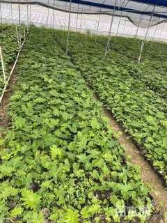 高度20厘米春羽