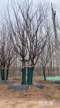 12公分丛生朴树