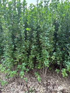 高度160厘米北海道黄杨