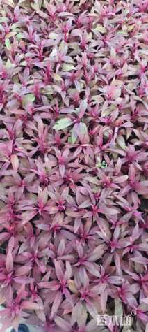 高度20厘米鸡冠花