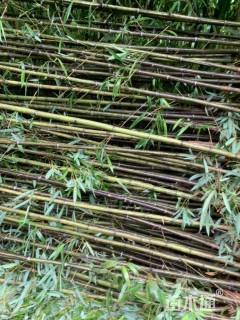 地栽苗刚竹