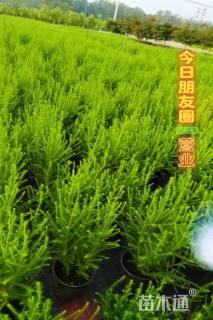 高度50厘米澳洲米花