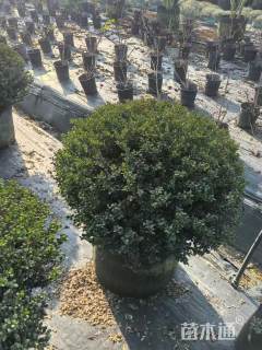 冠幅100厘米龟甲冬青球