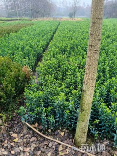 高度50厘米大叶黄杨