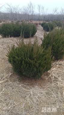 冠幅80厘米龙柏球