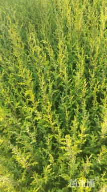 高度40厘米西藏柏木