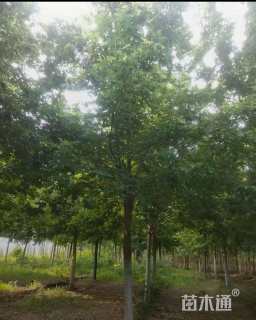 12公分金叶复叶槭