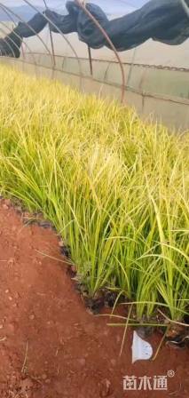 高度15厘米金线菖蒲