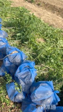 高度100厘米紫穗槐小苗