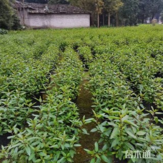 高度50厘米天蓝鼠尾草