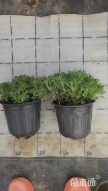 高度10厘米芙蓉菊