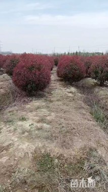 冠幅200厘米红叶石楠球