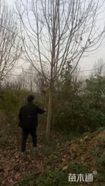 高度350厘米丛生蜡梅