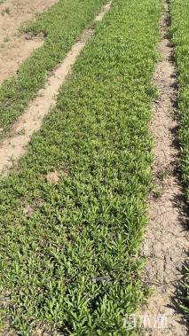 高度10厘米五彩石竹