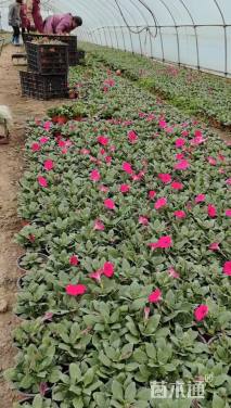 高度5厘米矮牵牛