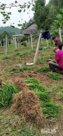 高度20厘米秋牡丹