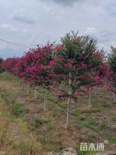 8公分白花紫薇