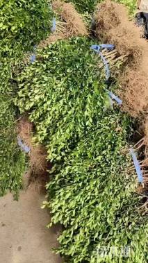 高度32厘米高山黄杨