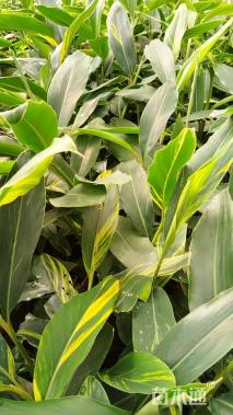 高度40厘米花叶良姜