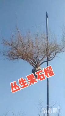 高度100厘米丛生花石榴