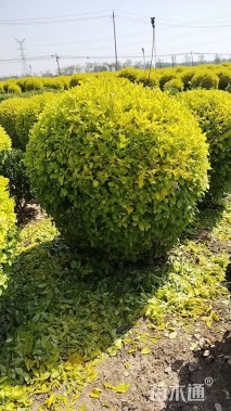 冠幅80厘米金冠女贞球