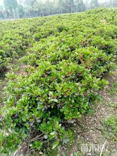 高度50厘米夏鹃球