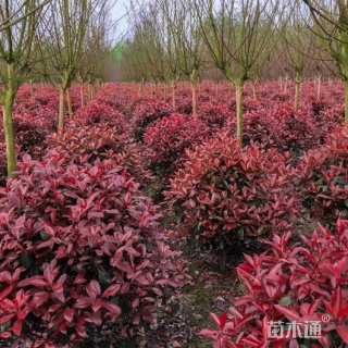 冠幅100厘米红叶石楠球