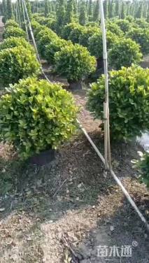 高度60厘米火山榕