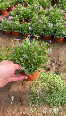 高度15厘米姬小菊