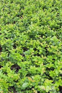 高度30厘米蓝莓