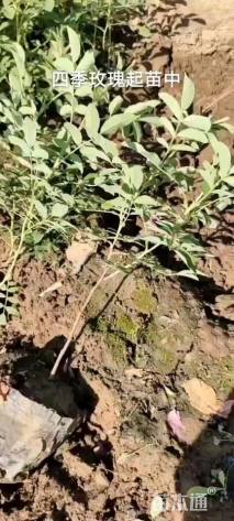 高度60厘米四季玫瑰