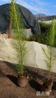 高度40厘米湿地松小苗