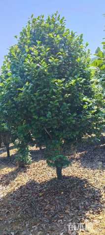 高度200厘米茶花