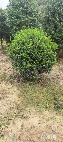 冠幅130厘米茶梅球