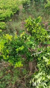 冠幅80厘米金森女贞球