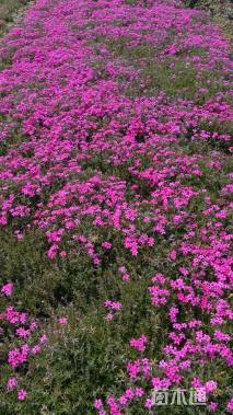 高度10厘米芝樱