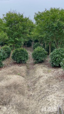 冠幅120厘米红叶石楠球