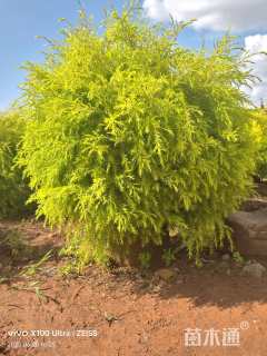 冠幅80厘米千层金球