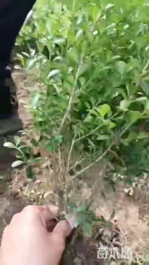 高度40厘米小叶黄杨